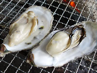 唐泊恵比寿かき