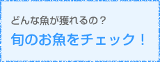 どんな魚が獲れるの?旬のお魚をチェック!