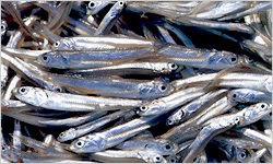 カタクチイワシ